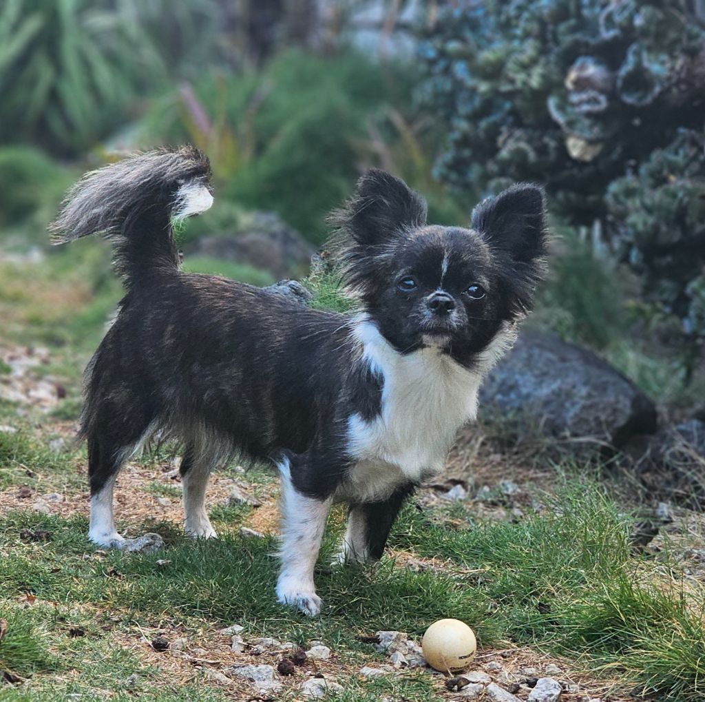Jeune femelle bringee confirmee au lof de 1 an disponible
