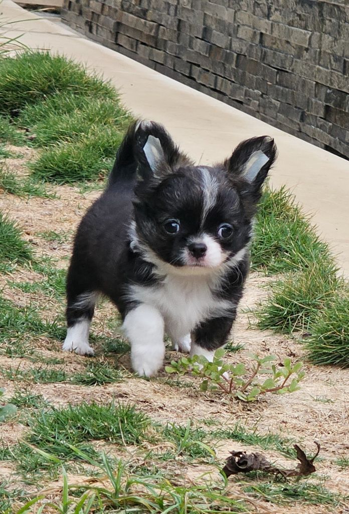 Du Paradis Des Mascareignes - Chiots disponibles - Chihuahua