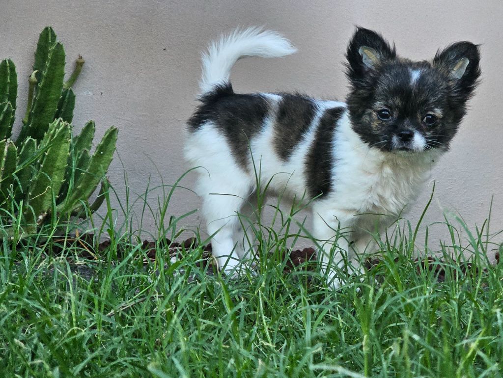 Du Paradis Des Mascareignes - Chiots disponibles - Chihuahua