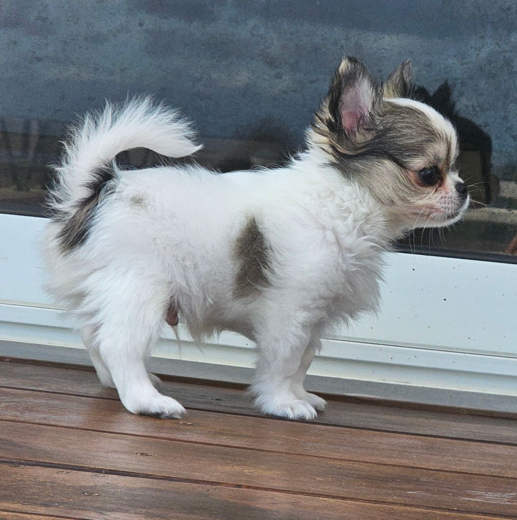 Du Paradis Des Mascareignes - Chiots disponibles - Chihuahua