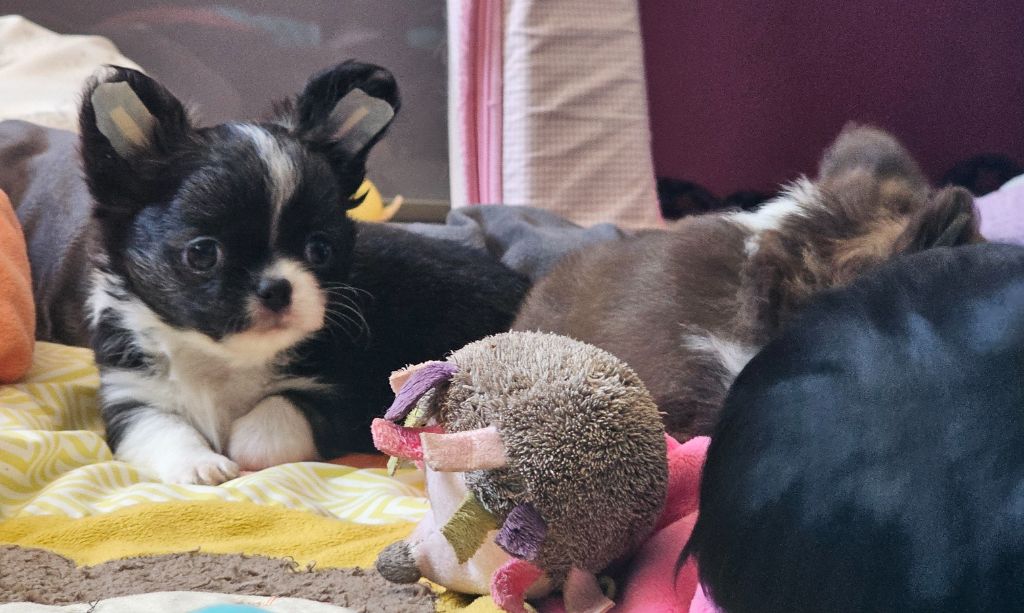 Du Paradis Des Mascareignes - Chiots disponibles - Chihuahua