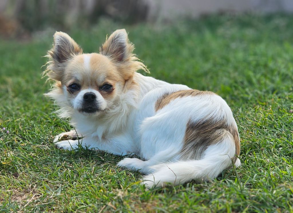 Du Paradis Des Mascareignes - Chiots disponibles - Chihuahua