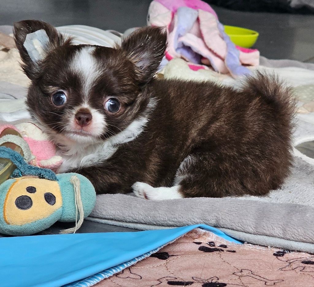 Du Paradis Des Mascareignes - Chiots disponibles - Chihuahua